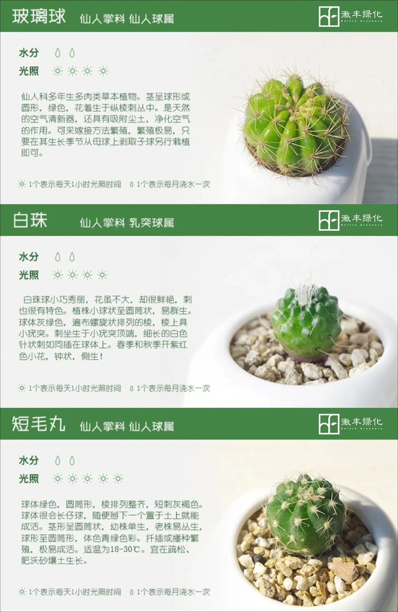 仙人掌品种到底有多少种?-图1 仙人掌品种到底有多少种?-图1