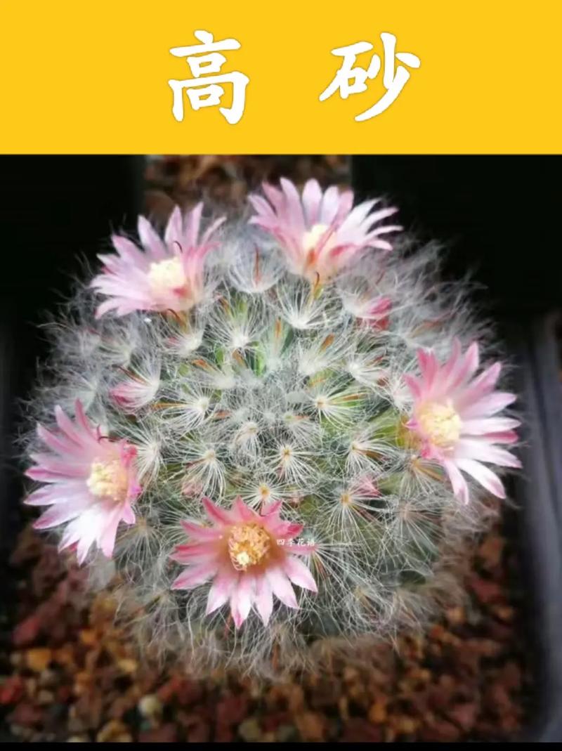 仙人掌品种到底有多少种?-图3 仙人掌品种到底有多少种?-图3