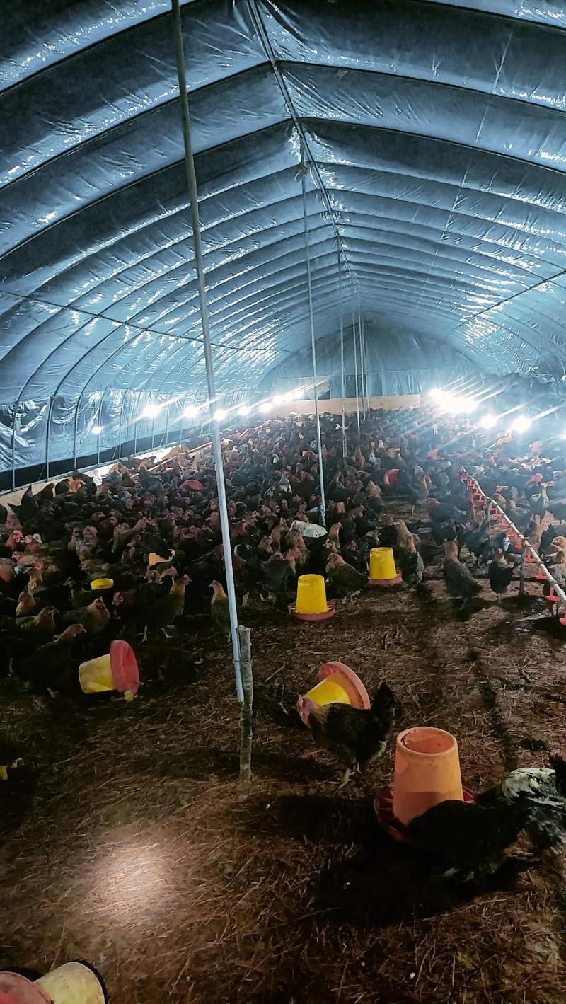 农村养殖鸡技术视频哪里能下载？-图3