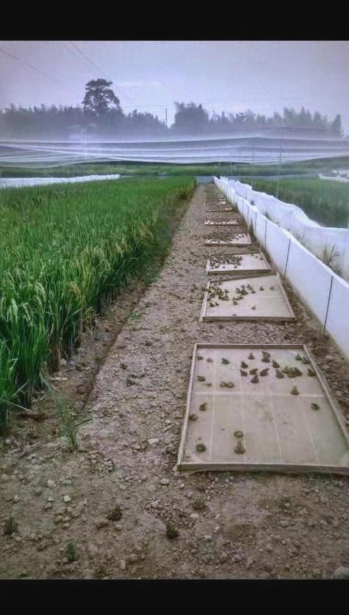 蟾蜍养殖技术关键点有哪些？-图3