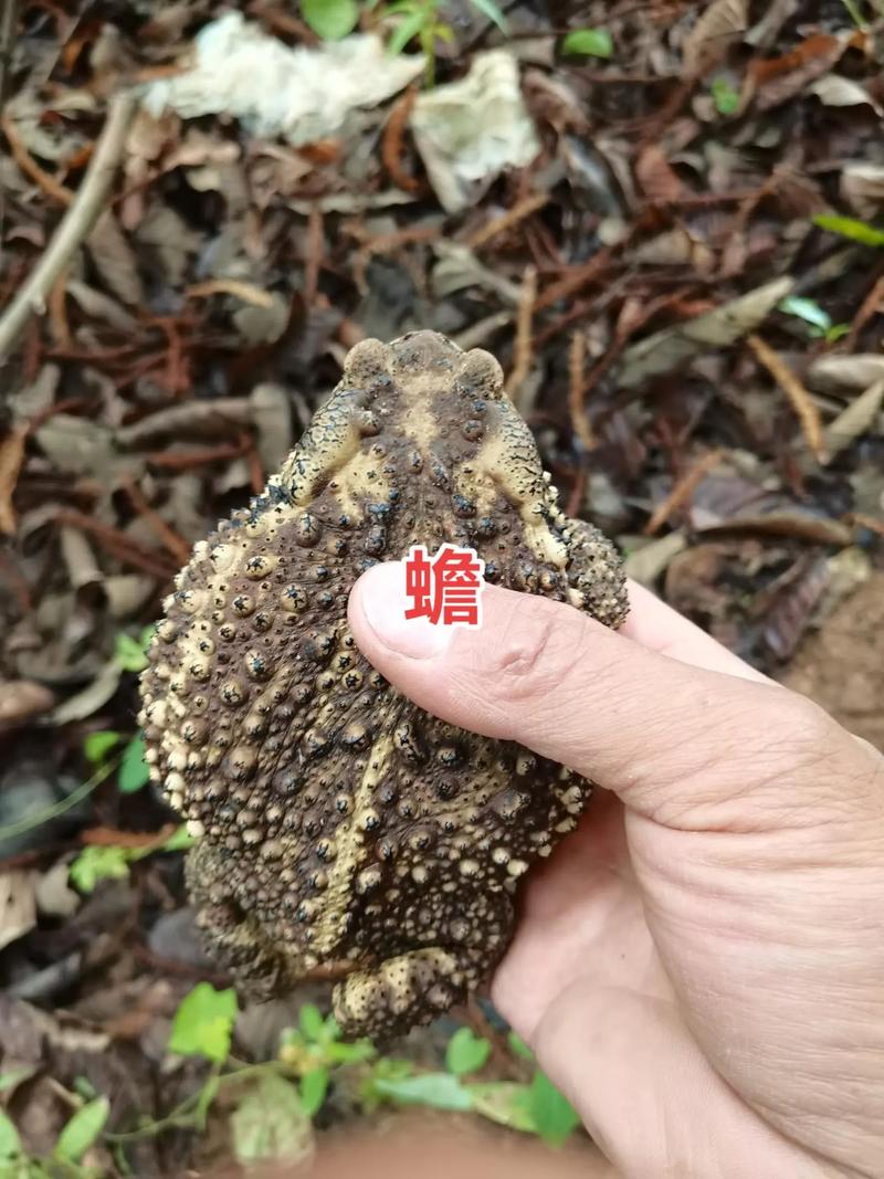 蟾蜍养殖技术关键点有哪些？-图2