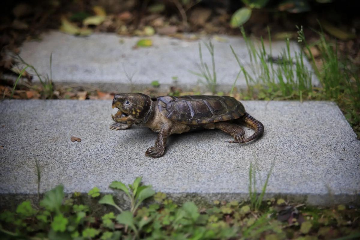 鹰嘴龟2025年价格会涨还是跌?-图1 鹰嘴龟2025年价格会涨还是跌?-图1