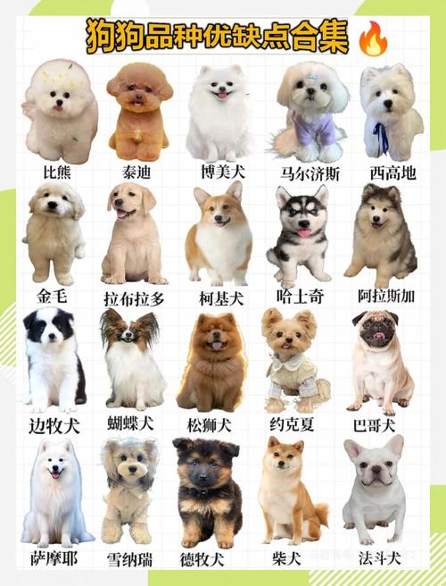 什么品种的狗适合做肉狗?-图2 什么品种的狗适合做肉狗?-图2