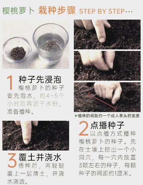 樱桃萝卜怎么种又大又好?-图3 樱桃萝卜怎么种又大又好?-图3