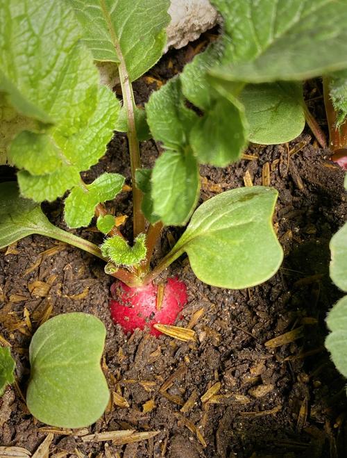 樱桃萝卜怎么种又大又好?-图2 樱桃萝卜怎么种又大又好?-图2