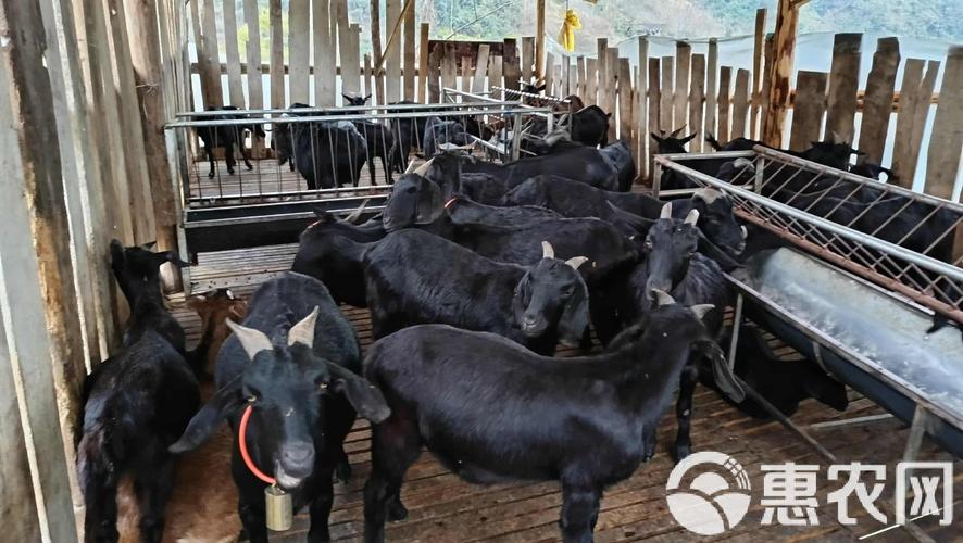 哪里的黑山羊品种最优质？-图2