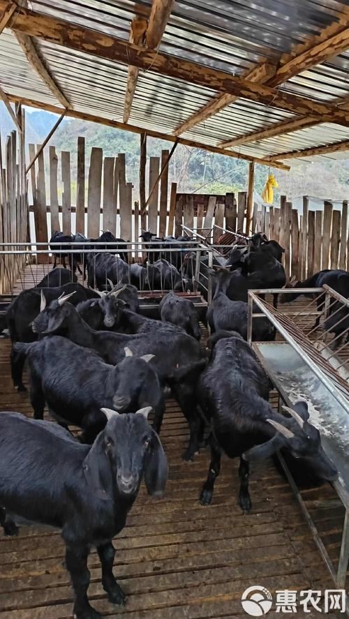 哪里的黑山羊品种最优质？-图3