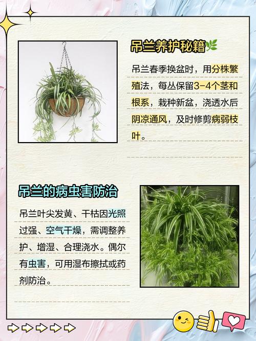 兰花养殖技术与管理,关键要点有哪些?-图2 兰花养殖技术与管理,关键要点有哪些?-图2