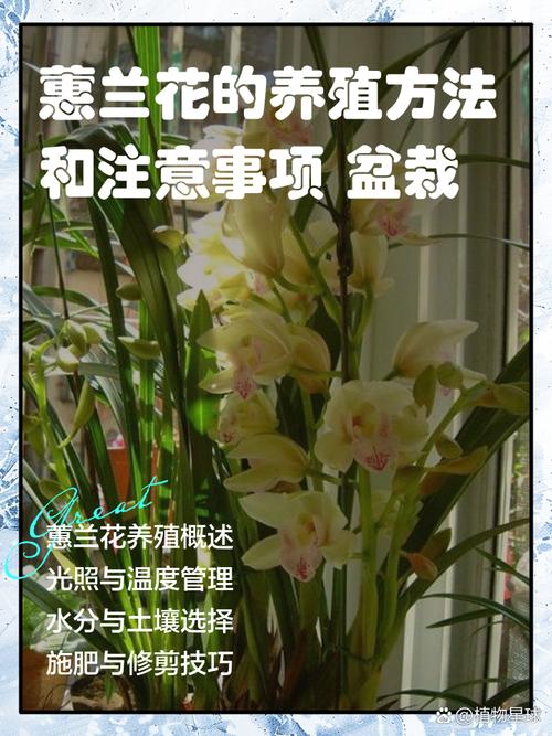 兰花养殖技术与管理,关键要点有哪些?-图1 兰花养殖技术与管理,关键要点有哪些?-图1