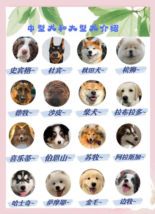 养肉狗选什么品种好?-图3 养肉狗选什么品种好?-图3