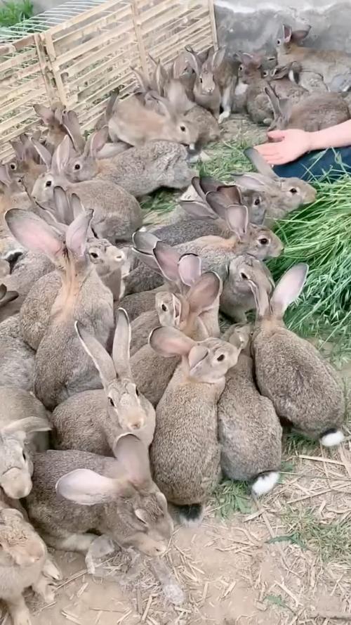 肉兔养殖选什么品种好?-图2 肉兔养殖选什么品种好?-图2