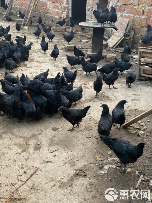 绿壳乌鸡下蛋多吗？-图2