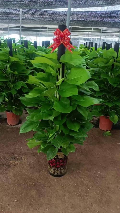 大叶绿萝有花叶品种吗？-图2