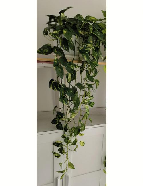 大叶绿萝有花叶品种吗？-图3