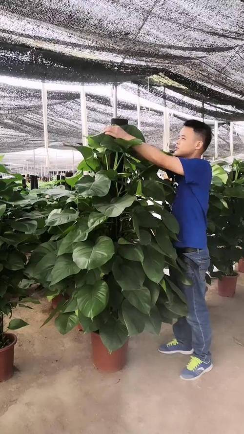 大叶绿萝有花叶品种吗？-图1