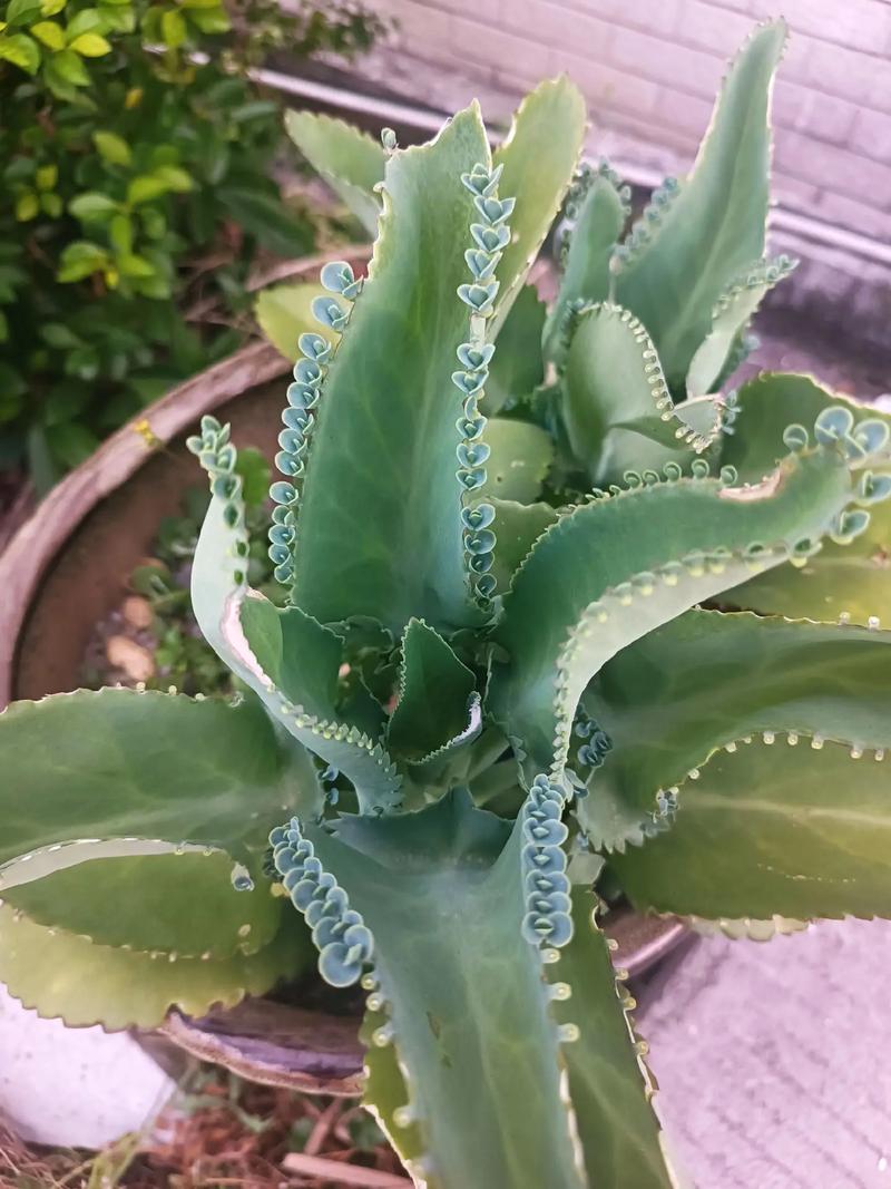 不死鸟为何是最好养的多肉?-图3 不死鸟为何是最好养的多肉?-图3