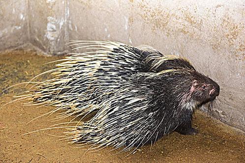 2025年豪猪价格会涨还是跌?市场行情如何?-图1 2025年豪猪价格会涨还是跌?市场行情如何?-图1