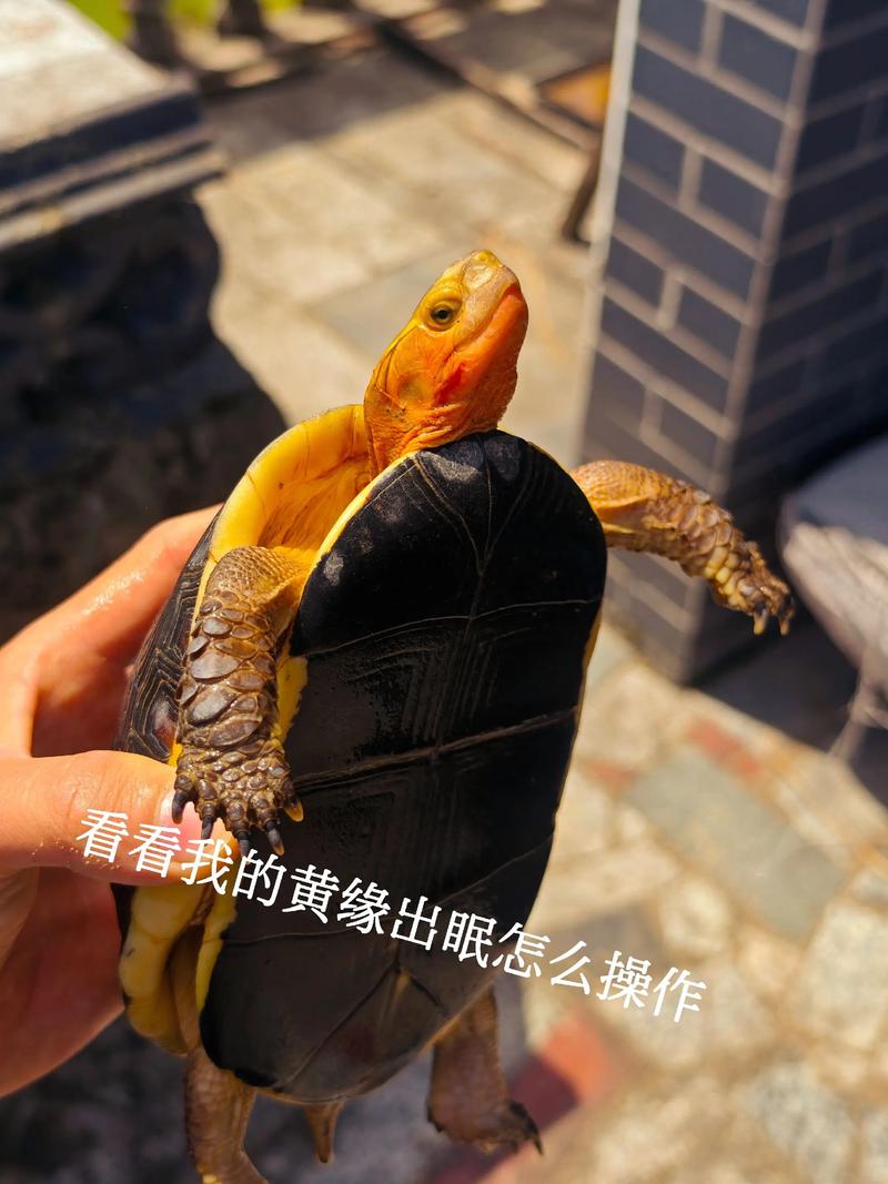 2025黄缘闭壳龟苗价格会涨还是跌?-图3 2025黄缘闭壳龟苗价格会涨还是跌?-图3