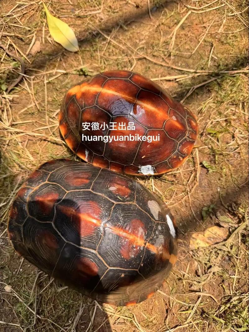 2025黄缘闭壳龟苗价格会涨还是跌?-图2 2025黄缘闭壳龟苗价格会涨还是跌?-图2