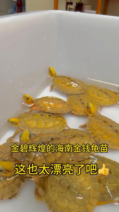 2025年海南金钱龟苗价格会涨还是跌?-图2 2025年海南金钱龟苗价格会涨还是跌?-图2
