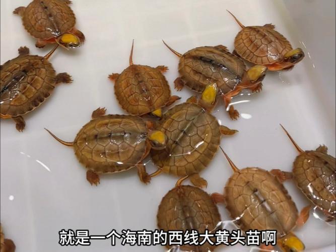 2025年海南金钱龟苗价格会涨还是跌?-图1 2025年海南金钱龟苗价格会涨还是跌?-图1