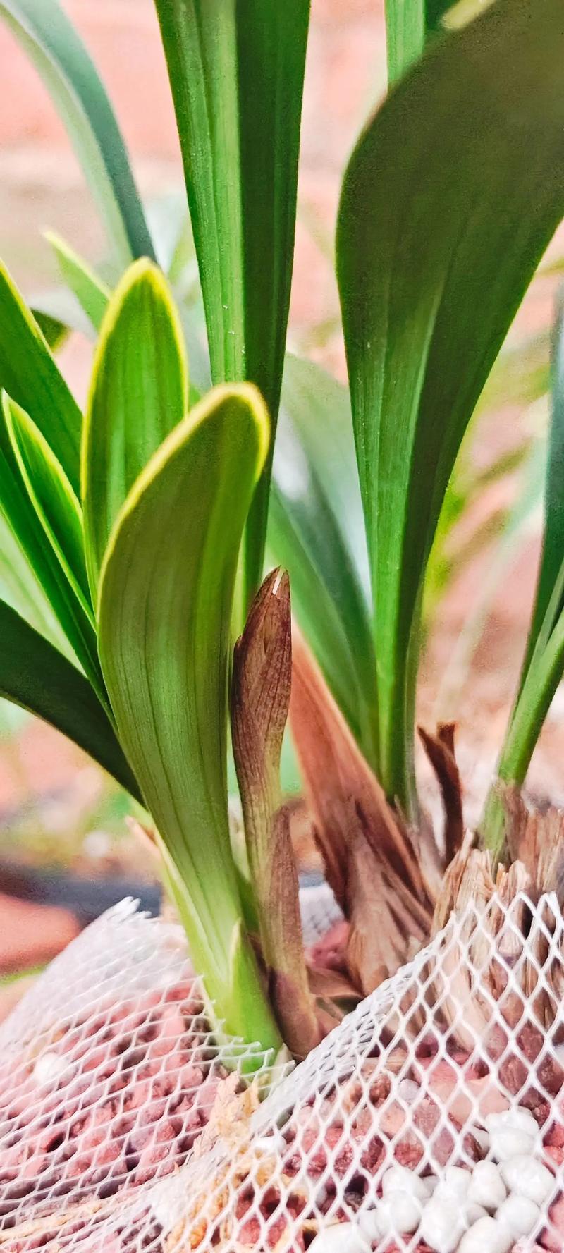 九月兰花开花是什么品种?-图2 九月兰花开花是什么品种?-图2