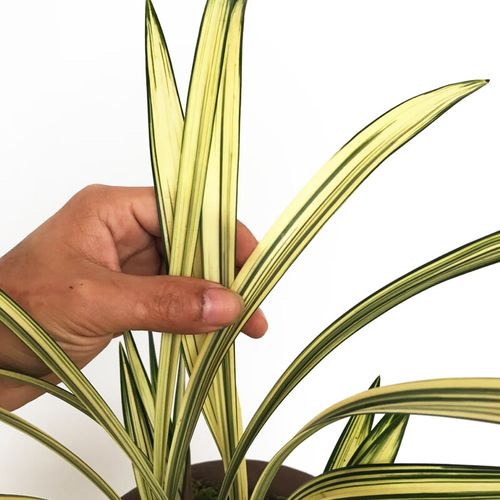 九月兰花开花是什么品种?-图3 九月兰花开花是什么品种?-图3