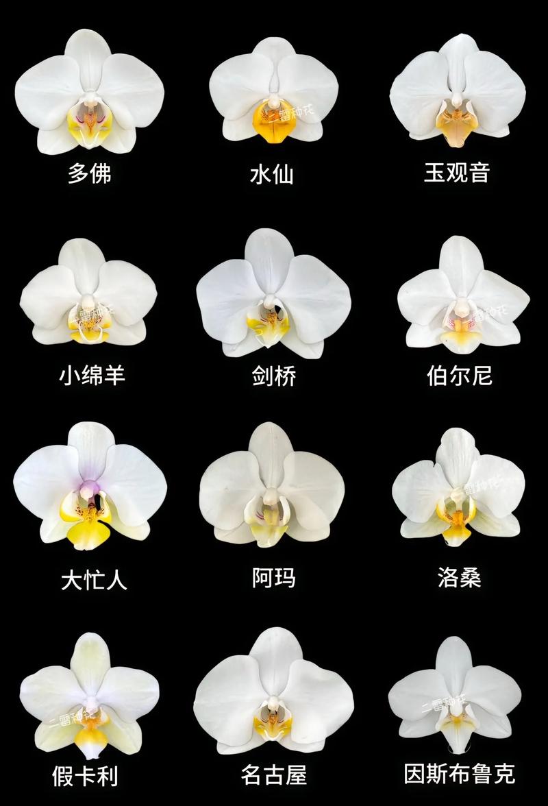 蝴蝶兰哪个品种开花最多？-图2