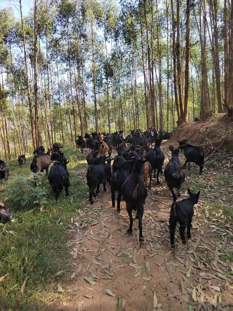 湖南最好的黑山羊品种是哪个?-图2 湖南最好的黑山羊品种是哪个?-图2