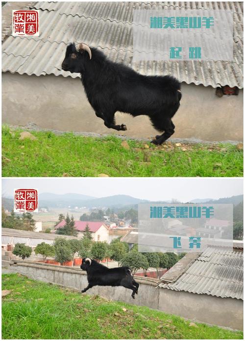 湖南最好的黑山羊品种是哪个?-图3 湖南最好的黑山羊品种是哪个?-图3