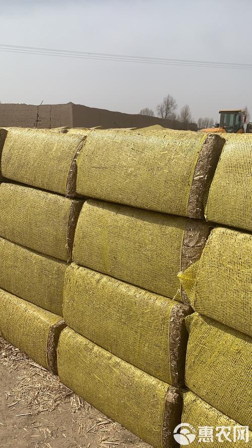 玉米秸秆养殖技术具体怎么操作?-图3 玉米秸秆养殖技术具体怎么操作?-图3