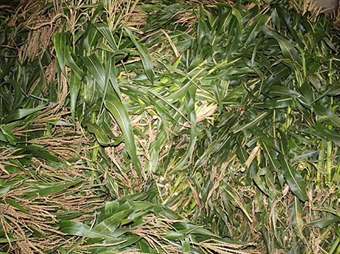 玉米秸秆养殖技术具体怎么操作?-图2 玉米秸秆养殖技术具体怎么操作?-图2