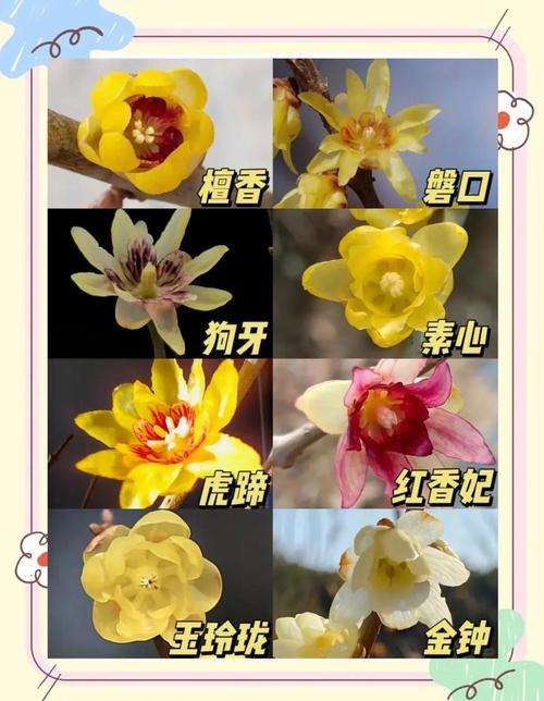 哪种梅花最耐寒?排行榜前三是哪些?-图2 哪种梅花最耐寒?排行榜前三是哪些?-图2