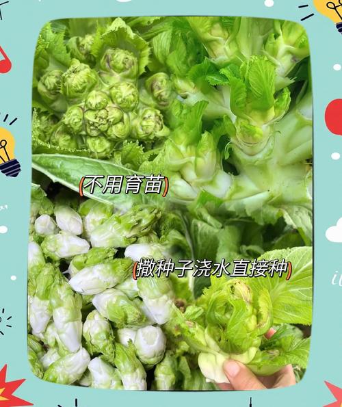 娃娃菜幼苗浇水施肥咋管?-图1 娃娃菜幼苗浇水施肥咋管?-图1