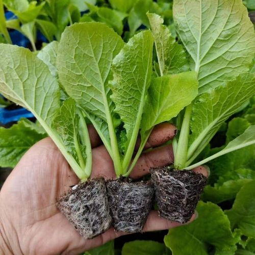 娃娃菜幼苗浇水施肥咋管?-图3 娃娃菜幼苗浇水施肥咋管?-图3