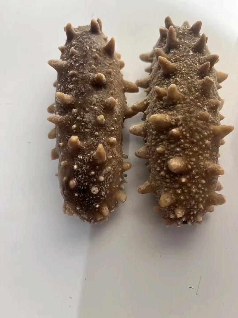 海参的价格多少钱一斤合适-图3 海参的价格多少钱一斤合适-图3