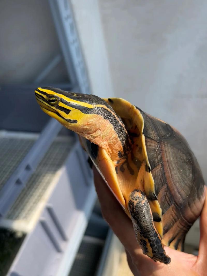 2025年安布闭壳龟价格会涨还是跌？-图1