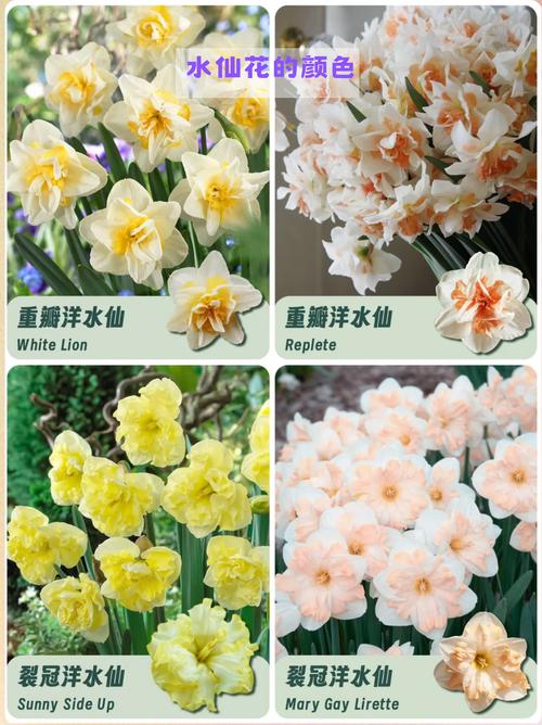 中国水仙花品种有哪些?-图3 中国水仙花品种有哪些?-图3