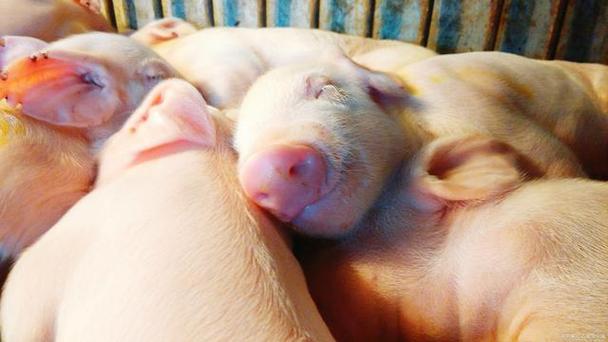 什么品种的猪是最能睡的-图2 什么品种的猪是最能睡的-图2