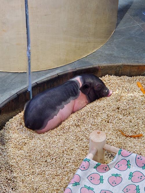 什么品种的猪是最能睡的-图1 什么品种的猪是最能睡的-图1