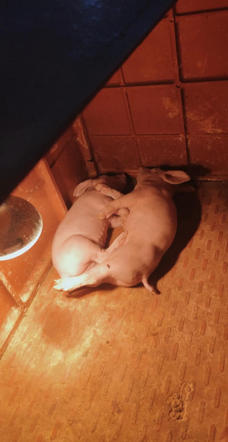 什么品种的猪是最能睡的-图3 什么品种的猪是最能睡的-图3