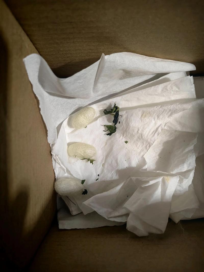 2025年蚕茧价格多少钱一斤?-图3 2025年蚕茧价格多少钱一斤?-图3