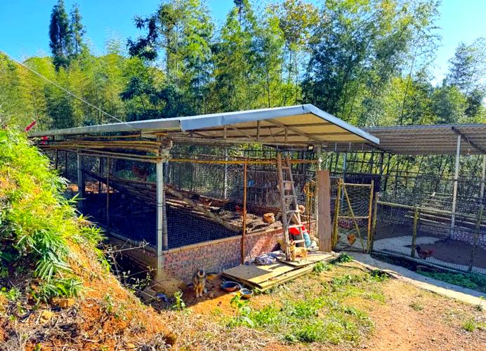 东北冬季发酵床养鸡，温度低咋发酵？-图2