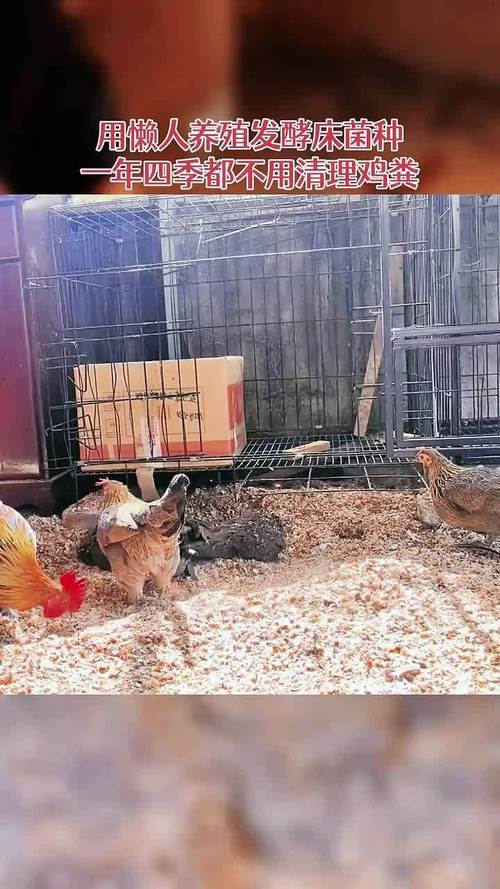 东北冬季发酵床养鸡，温度低咋发酵？-图3
