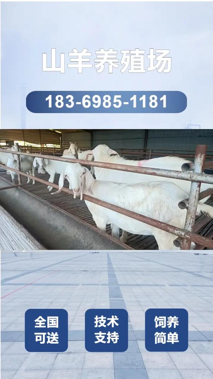 2025年波尔山羊价格会涨还是跌？-图2