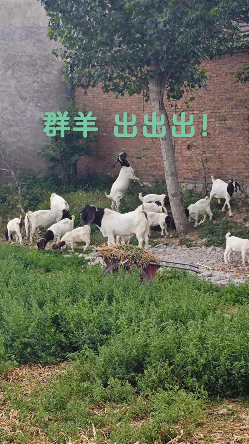 2025年波尔山羊价格会涨还是跌？-图1
