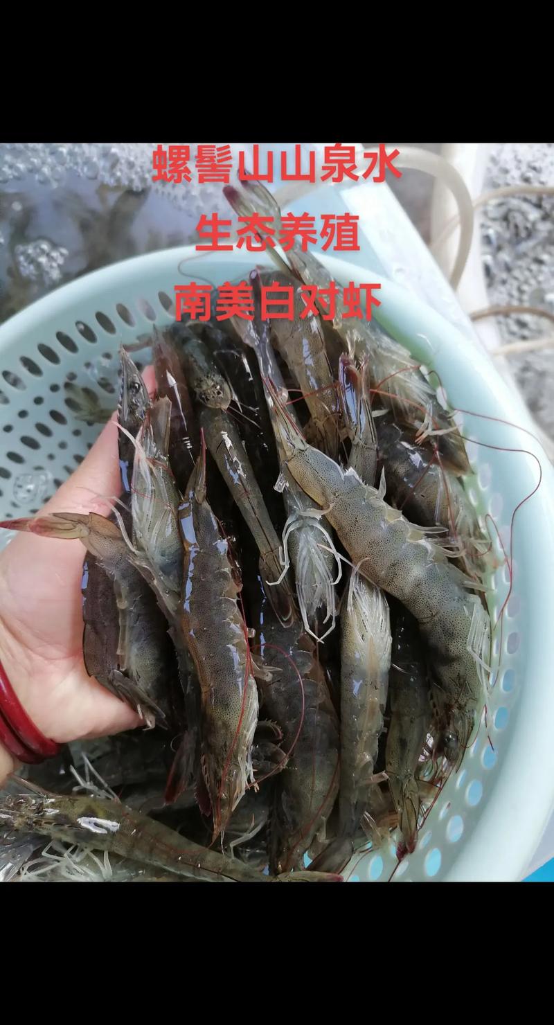南美白对虾养殖技术核心要点有哪些?-图2 南美白对虾养殖技术核心要点有哪些?-图2