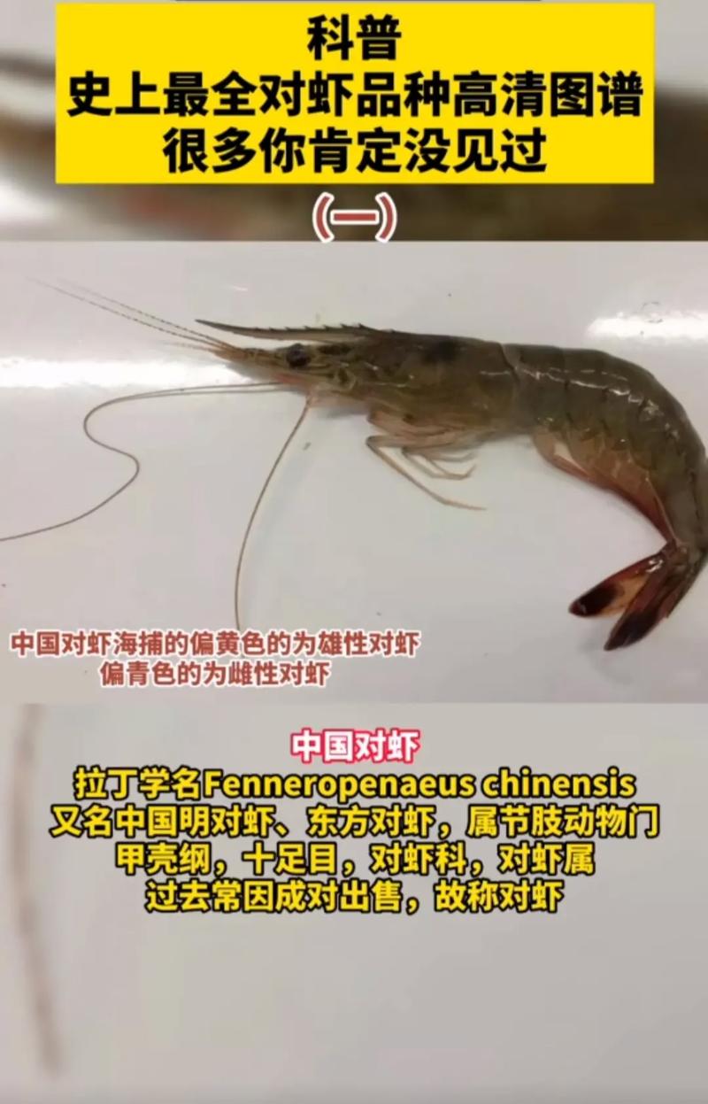 南美白对虾养殖技术核心要点有哪些?-图1 南美白对虾养殖技术核心要点有哪些?-图1