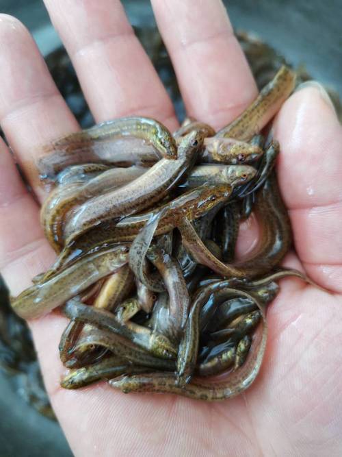 河北人工台湾泥鳅苗品种有何优势?-图2 河北人工台湾泥鳅苗品种有何优势?-图2