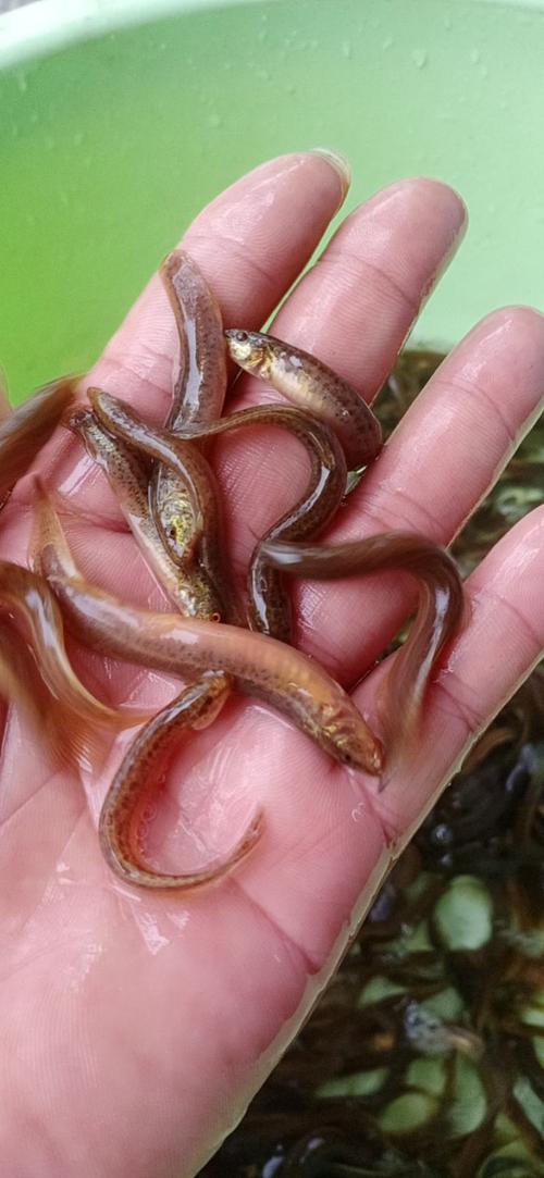 河北人工台湾泥鳅苗品种有何优势？-图3